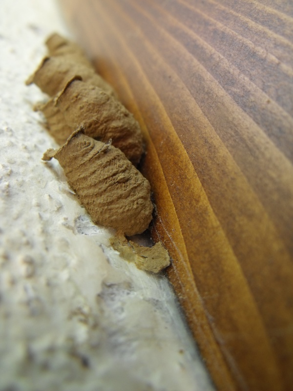 Altre cellette da ID (Sceliphron curvatum)